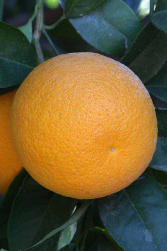            Fruit (Riverside, CA)   